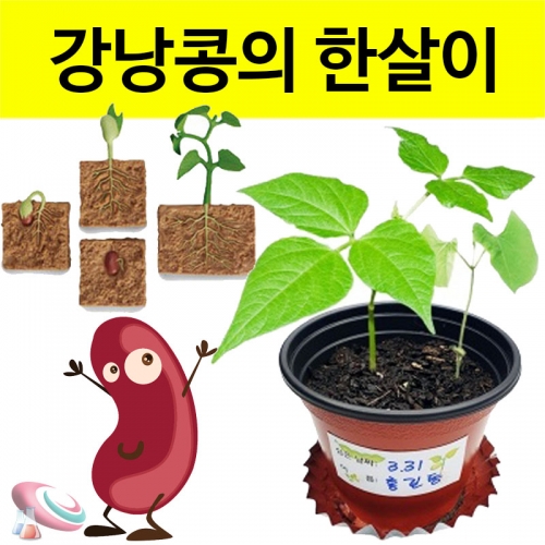 과학1번지 구정과학사,강낭콩키우기 기르기 키트 4인용 식물의 한살이