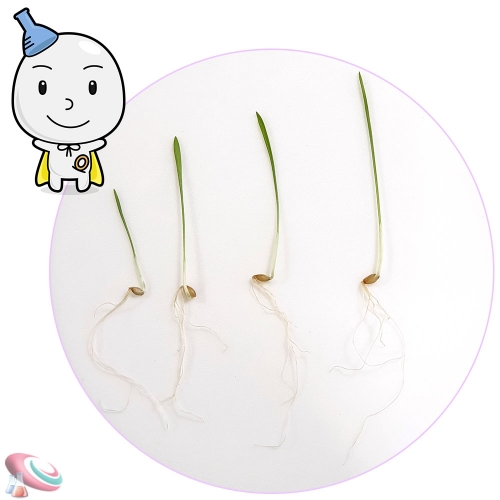 과학1번지 구정과학사,보리키우기 키트 새싹 기르기세트 1인용 대형