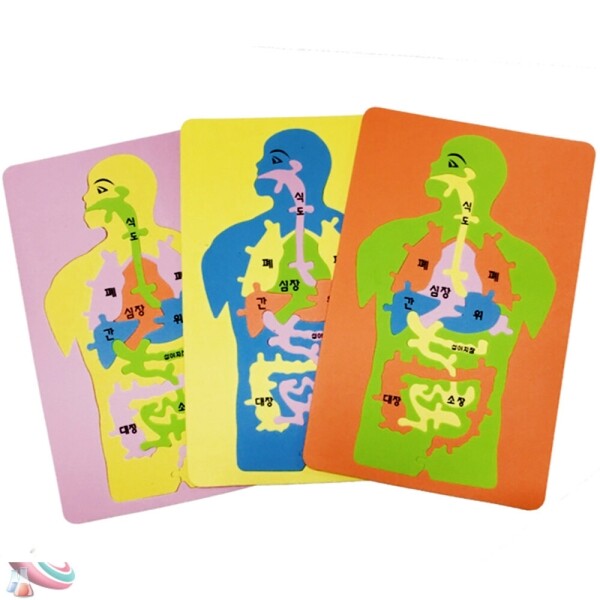 인체내부구조 소화기관 퍼즐만들기 5인용