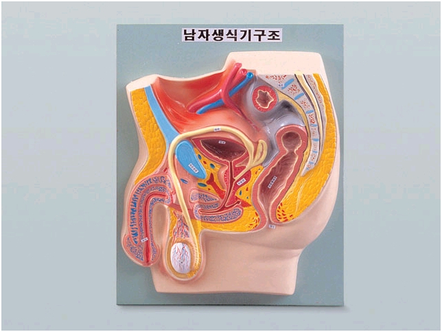 남자생식기구조(B형)