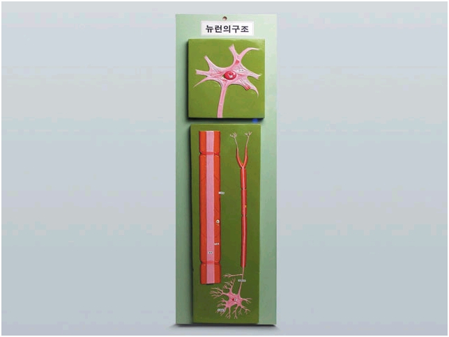 뉴우런의구조모형
