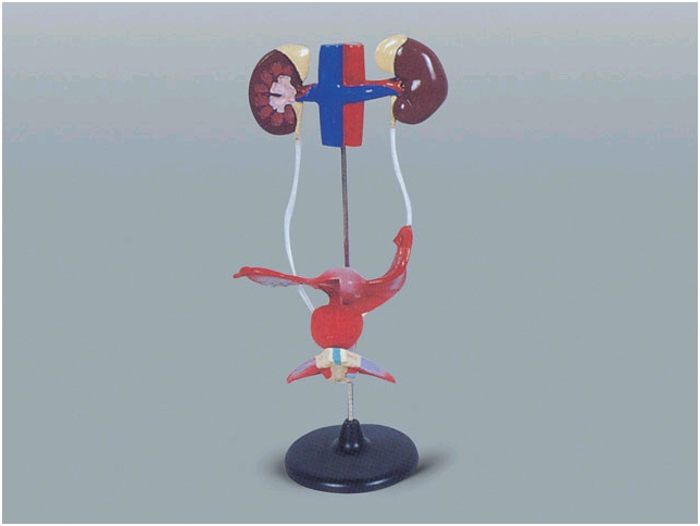 배설계구조A형여자