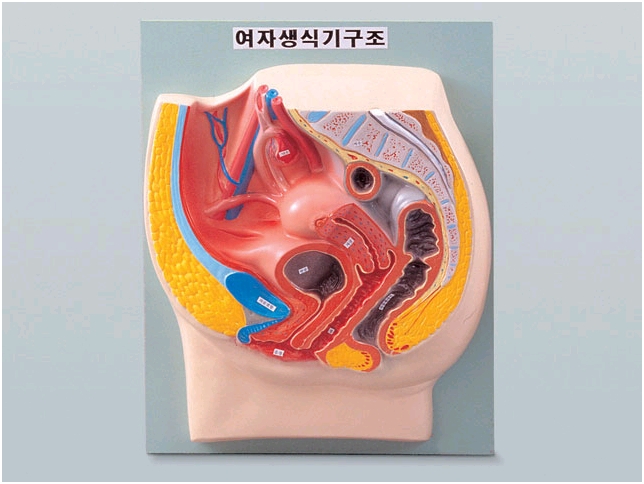 여자생식기구조(B형)