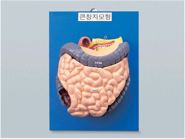 큰창자구조모형
