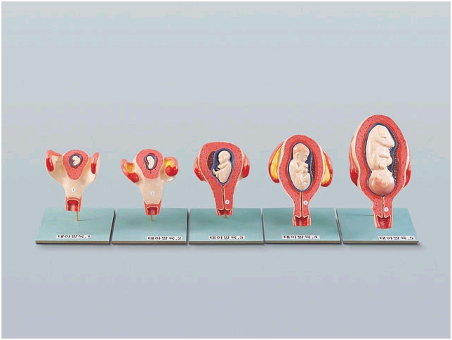 태아발육과정(B형)