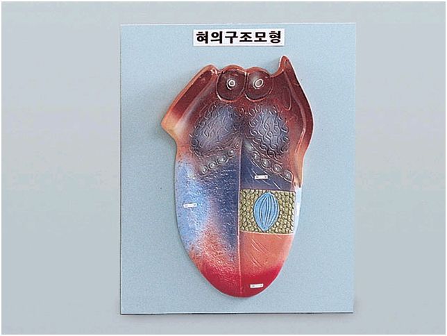 혀의구조모형
