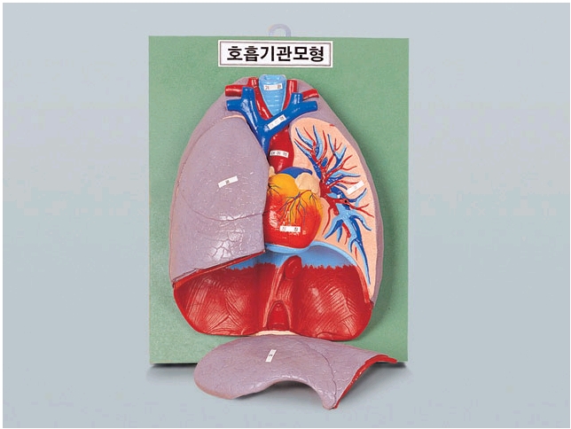 호흡기관모형