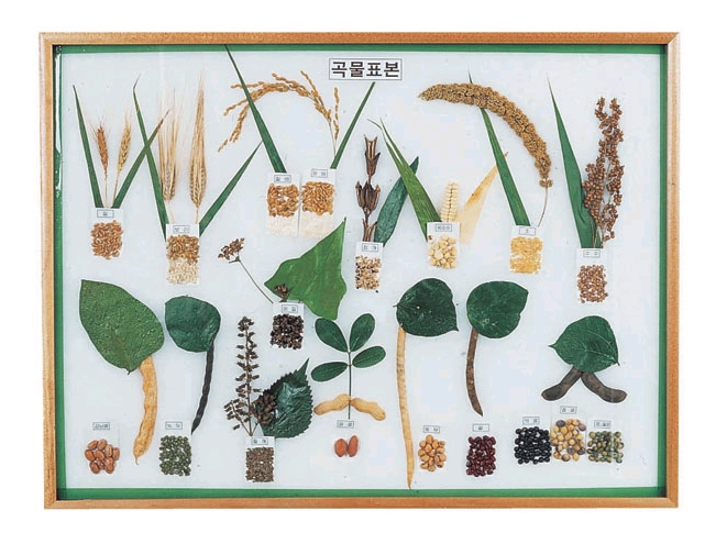 곡물표본